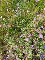 Geranium pyrenaicum