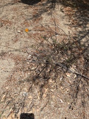 Sphaeralcea coulteri