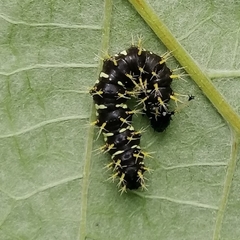Colobura dirce