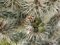 Cylindropuntia multigeniculata