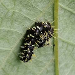 Colobura dirce