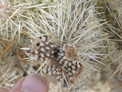 Cylindropuntia multigeniculata