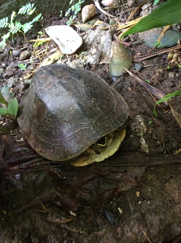 Cuora philippinensis