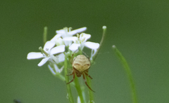 Araneus triguttatus