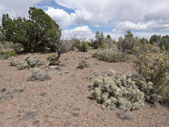 Cylindropuntia multigeniculata