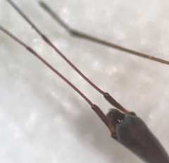 Hydrometra australis