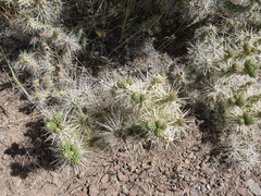Cylindropuntia multigeniculata