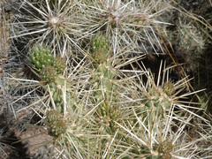 Cylindropuntia multigeniculata