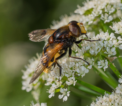Volucella elegans