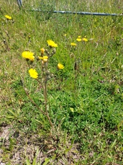 Crepis vesicaria