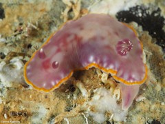 Felimida purpurea