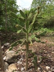 Opuntia gaumeri