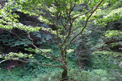 Lagerstroemia subcostata