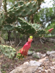 Opuntia gaumeri