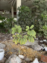 Heptapleurum actinophyllum