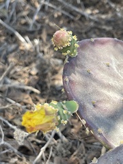 Opuntia bravoana