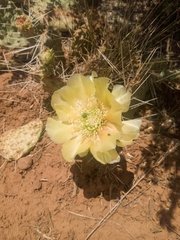 Opuntia polyacantha juniperina