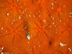 Timea unistellata