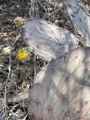 Opuntia bravoana