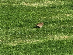 Passer domesticus