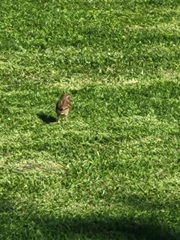 Passer domesticus