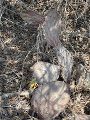 Opuntia bravoana