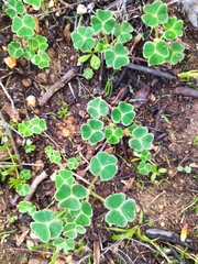 Oxalis lanata