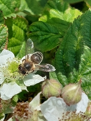 Apis mellifera