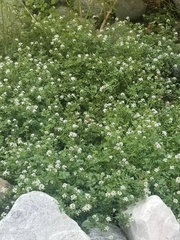 Pholistoma membranaceum