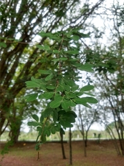 Vachellia pringlei