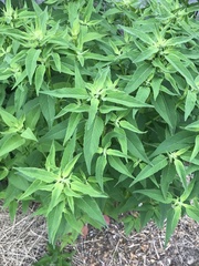Monarda didyma