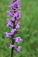 Dactylorhiza urvilleana