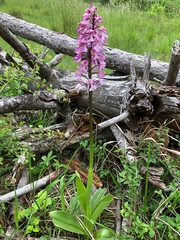 Orchis × hybrida