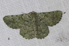 Aeolochroma viridicata