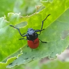 Labidostomis taxicornis