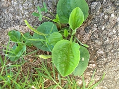 Plantago major