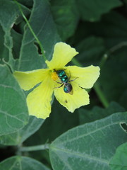 Calloceratina