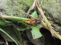 Metamasius sericeus