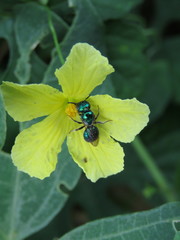 Calloceratina