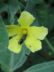 Calloceratina