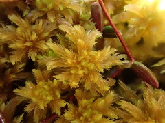 Sphagnum majus