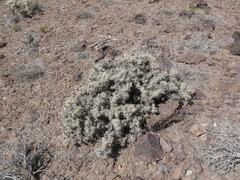 Cylindropuntia multigeniculata