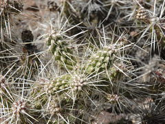 Cylindropuntia multigeniculata