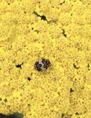 Anthrenus isabellinus