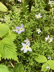Houstonia serpyllifolia