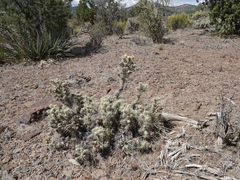Cylindropuntia multigeniculata