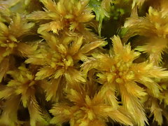 Sphagnum majus