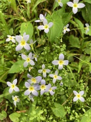 Houstonia serpyllifolia
