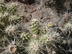 Cylindropuntia multigeniculata