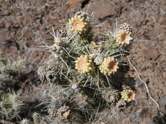 Cylindropuntia multigeniculata